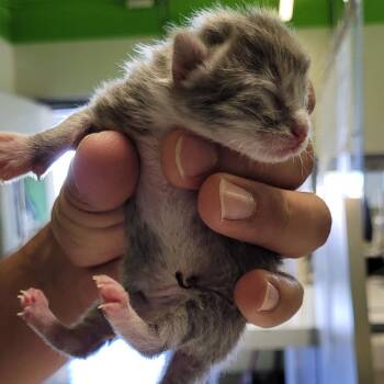 Watson -  Domestic Short Hair Cat for Adoption in Los Angeles, California - Watson | PetCurious