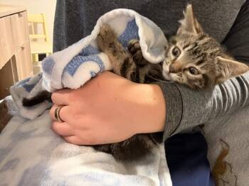 Domestic Short Hair Cats Available for Adoption in Wyoming, Michigan - ChaCha | PetCurious