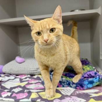 Nora -  Domestic Short Hair Cat for Adoption in Atlanta, Georgia - Nora | PetCurious