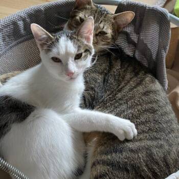 McKenzie -  Domestic Short Hair Cat for Adoption in Tampa, Florida - McKenzie | PetCurious