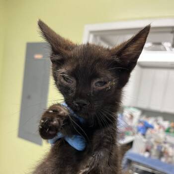 Rescue Domestic Short Hair Cats for Adoption in Lyndhurst, Virginia - SVAS-Stray-37295_2 | PetCurious