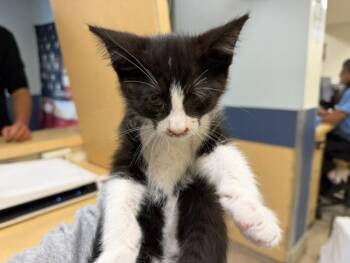 Domestic Short Hair Cats Available for Adoption in Doral, Florida - MILKY WAY | PetCurious