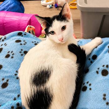 Cheese (The Breakfast Club) -  Domestic Short Hair Cat for Adoption in Tucker, Georgia - Cheese (The Breakfast Club) | PetCurious