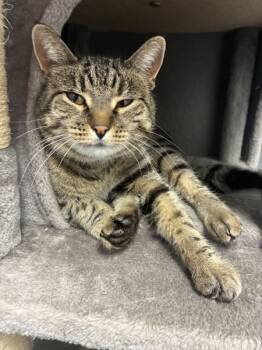 Rescue Domestic Short Hair Cats for Adoption in Salt Lake City, Utah - *Angel* | PetCurious
