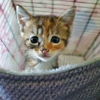 Rescue Domestic Short Hair Cats for Adoption in Lake Ronkonkoma, New York - Itty Bitty | PetCurious