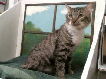 Domestic Long Hair and Domestic Short Hair Cats Available for Adoption - FINCH | PetCurious