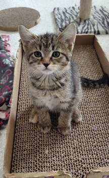 Rescue Domestic Short Hair and Tabby Cats for Adoption in Montello, Wisconsin - Dabney | PetCurious