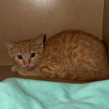 Cosmo -  Domestic Short Hair Cat for Adoption in Madisonville, Kentucky - Cosmo | PetCurious