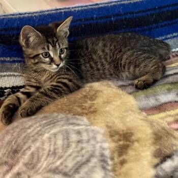 Justin -  Domestic Short Hair Cat for Adoption in Brownsboro, Alabama - Justin | PetCurious