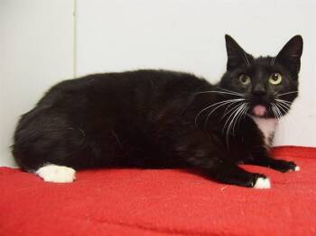 Domestic Short Hair Cats Available for Adoption - DAPHNE | PetCurious