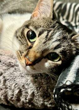 Olive -  Domestic Short Hair Cat for Adoption in Edmond, Oklahoma - Olive | PetCurious