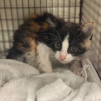 Rescue Domestic Short Hair Cats for Adoption in San Antonio, Texas - Dezzie | PetCurious