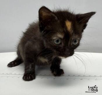 Pudding -  Domestic Short Hair Cat for Adoption in Washington, District Of Columbia - Pudding | PetCurious