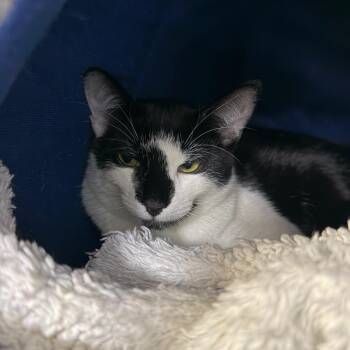 Bosch -  Domestic Short Hair Cat for Adoption in Hampton Bays, New York - Bosch | PetCurious