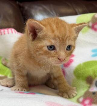 Peanut -  Domestic Short Hair Cat for Adoption in Columbia, Illinois - Peanut | PetCurious