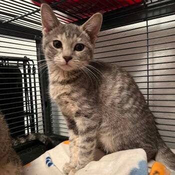 Blanch -  Domestic Short Hair Cat for Adoption in Wadena, Minnesota - Blanch | PetCurious