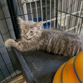 Navar-Red -  Domestic Long Hair Cat for Adoption in Greenville, Pennsylvania - Navar-Red | PetCurious