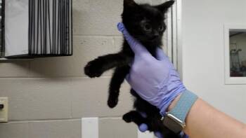 BIFF -  Domestic Medium Hair Cat for Adoption in Aurora, Illinois - BIFF | PetCurious