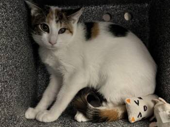 LOREN IN THE BARN -  Domestic Short Hair Cat for Adoption in Pueblo, Colorado - LOREN IN THE BARN | PetCurious