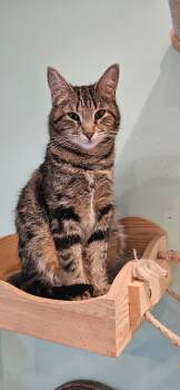 Beverly -  Domestic Short Hair Cat for Adoption in Rochester, New York - Beverly | PetCurious
