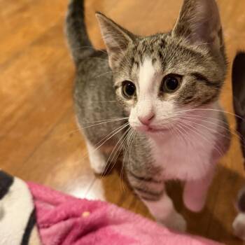 Hank -  Domestic Short Hair Cat for Adoption in Williamsville, New York - Hank | PetCurious