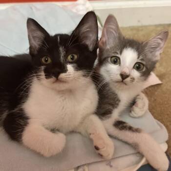 Domestic Short Hair Cats Available for Adoption in Brownsboro, Alabama - Jones | PetCurious
