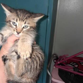 Scotty -  Domestic Short Hair Cat for Adoption in Fayetteville, Arkansas - Scotty | PetCurious