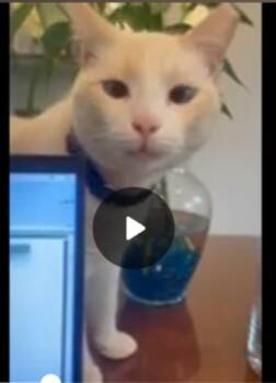 Casper -  Domestic Medium Hair Cat for Adoption - Casper | PetCurious