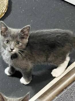GRAYCIE -  Domestic Short Hair Cat for Adoption in Omaha, Nebraska - GRAYCIE | PetCurious