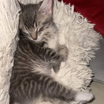 Jamie -  Domestic Short Hair Cat for Adoption in West Palm Beach, Florida - Jamie | PetCurious