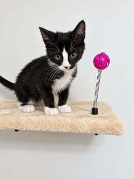 Tuna -  Domestic Short Hair Cat for Adoption in Groveland, Massachusetts - Tuna | PetCurious