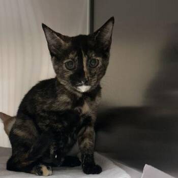 Mimi -  Domestic Short Hair Cat for Adoption in Asheville, North Carolina - Mimi | PetCurious