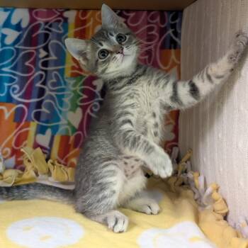 Bella -  Domestic Short Hair Cat for Adoption - Bella | PetCurious