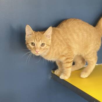 American Shorthair Cats Available for Adoption in Tulsa, Oklahoma - Boo | PetCurious