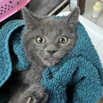 Fender -  Domestic Medium Hair Cat for Adoption in Reno, Nevada - Fender | PetCurious