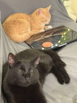 Domestic Short Hair Cats Available for Adoption - Loona | PetCurious