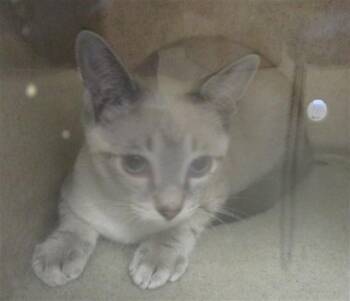 A478867 -  Domestic Short Hair Cat for Adoption in Oklahoma City, Oklahoma - A478867 | PetCurious