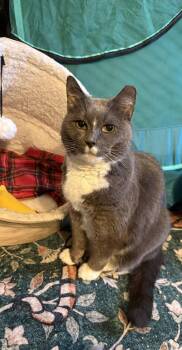 Bootsie -  Domestic Short Hair Cat for Adoption in Dublin, Ohio - Bootsie | PetCurious