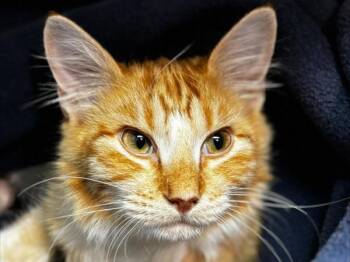 Sarah -  Domestic Medium Hair Cat for Adoption in Portland, Oregon - Sarah | PetCurious