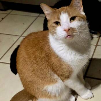 Domestic Short Hair Cats Available for Adoption in Stoughton, Wisconsin - Meadowlark | PetCurious