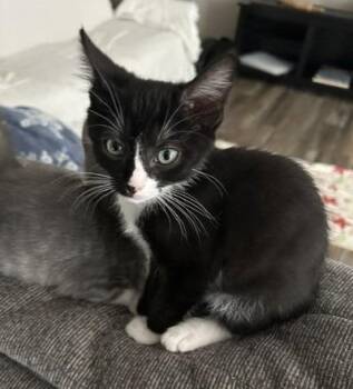 Domestic Short Hair Cats Available for Adoption in Youngsville, North Carolina - Ditto26 | PetCurious