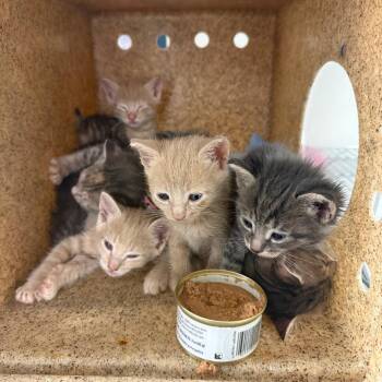 Weston -  Domestic Short Hair Cat for Adoption in Philadelphia, Pennsylvania - Weston | PetCurious
