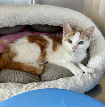 Lola - @Petsmart Walker Rd -  Tabby Cat for Adoption in Newberg, Oregon - Lola - @Petsmart Walker Rd | PetCurious