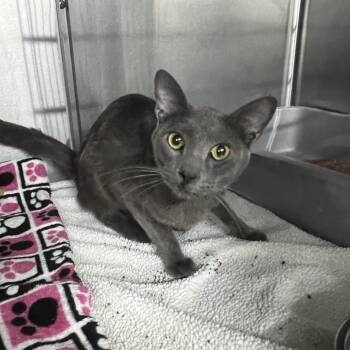 Drake Veyren -  Domestic Short Hair Cat for Adoption in St. Louis, Missouri - Drake Veyren | PetCurious