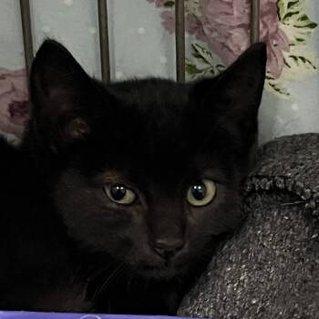 Rescue Domestic Short Hair Cats for Adoption in Vineland, New Jersey - Bane | PetCurious