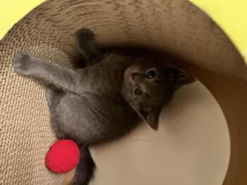 Domestic Short Hair Cats Available for Adoption in Manassas, Virginia - Lola (51502) | PetCurious