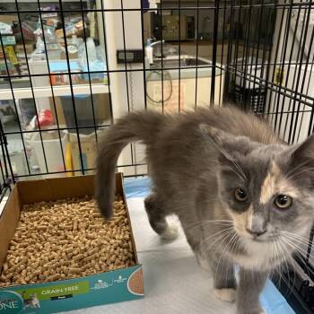Domestic Medium Hair Cats Available for Adoption in Westminster, California - WAGS-Stray-21415 | PetCurious