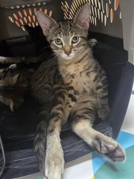 Lara -  Domestic Short Hair Cat for Adoption in Mineral Point, Wisconsin - Lara | PetCurious