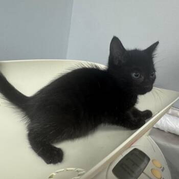 Domestic Medium Hair Cats Available for Adoption in Columbus, Georgia - Cusseta 6894 | PetCurious