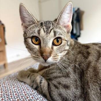 Canela Gato -  Tabby and Domestic Short Hair Cat for Adoption in Friendswood, Texas - Canela Gato | PetCurious